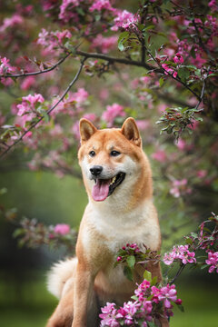 Cute Orange shiba inu dog breed pet photo portrait