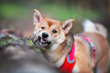 Cute Orange shiba inu dog breed pet photo portrait