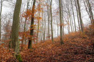 autumn forest in the fog