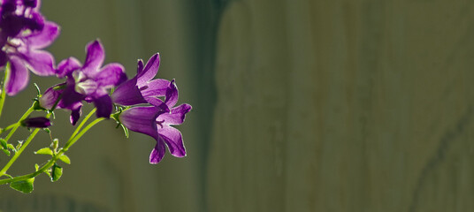 Gatunek ( odmiana ) dzwonków ( Campanula) . Dzwonek , fioletowe ( purpurowe ) kwiaty . Genre (variety) of bells (Campanula). Violet bell (purple) flowers.  © Grzegorz