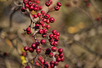 Czerwone owoce  , jagody na drzewie . Jesień . Red fruits, berries on a tree. Autumn . - obrazy, fototapety, plakaty