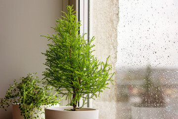 Lemon cypress in a white pot by the window, raindrops on the glass.