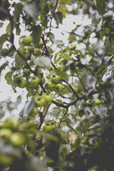 Wild pear with infected leaves. Disease on the leaves of a pear.