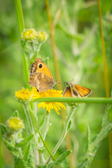Meadow Brown and small skipper butterflies on yellow flower