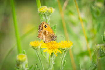 Meadow Brown butterfly on a yellow flower