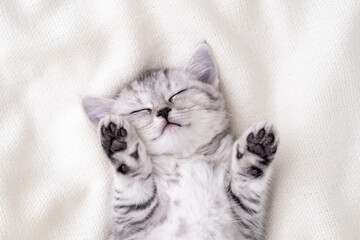 Cute funny striped Scottish fold kitten sleeping lying on back white blanket on bed. Concept of...