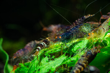 Obraz na płótnie Canvas Nice Blue Tiger caridina shrimp in freshwater aquarium, close up macro photo, pets and live nature
