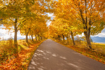 Road lined with brightly colored trees at autumn.