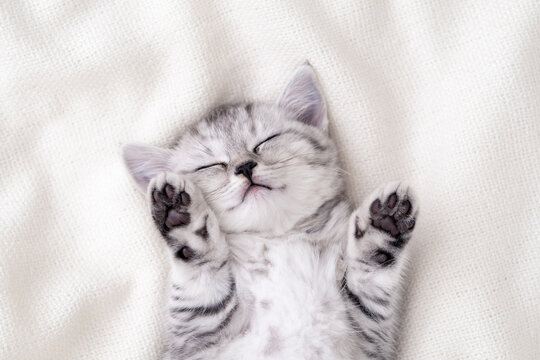 Cute funny striped Scottish fold kitten sleeping lying on back white blanket on bed. Concept of adorable little pets. Relax domestic pets.