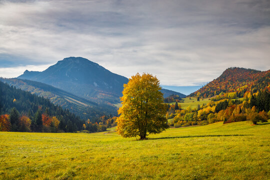 Beautiful tree in the foreground of autumn landscape. The Velky Choc hill on a background, Slovakia , Europe.