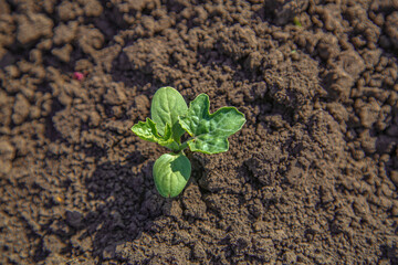 young watermelon seedlings growing on the vegetable bed