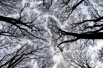 Silhouetted Tree Branches. A maze of silhouetted tree branches converges overhead, forming an organic lattice against the sky, resembling nature's own neural network.