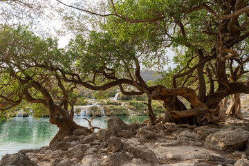 An oasis of lush greenery contrasts with the arid surroundings of Jabal Samhan, creating a peaceful haven in the Omani mountains