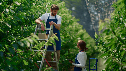 Gardeners team monitoring growth of green fruit trees in sunny garden tablet