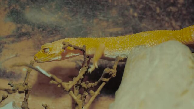 Small yellow lizard slowly crawling on wooden branch in terrarium - close up. Herpetology, pet, zoology and reptile concept