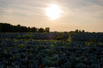Feld, Anbau, Sonne, Rotkohl, Wirsing, Anbaufeld, Sonnenuntergang, D&auml;mmerung