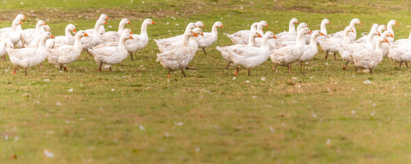 A lot of  white fattening geese on a meadow © Karoline Thalhofer
