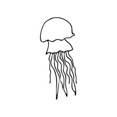 Doodle sea jellyfish. Inhabitant of the coral reef. Invertebrate animal of the ocean, seabed, oceanarium. Hand drawn thin line art vector illustration. Isolated simple element.