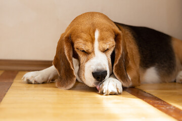 Beagle head, dog sleeping on the floor.	