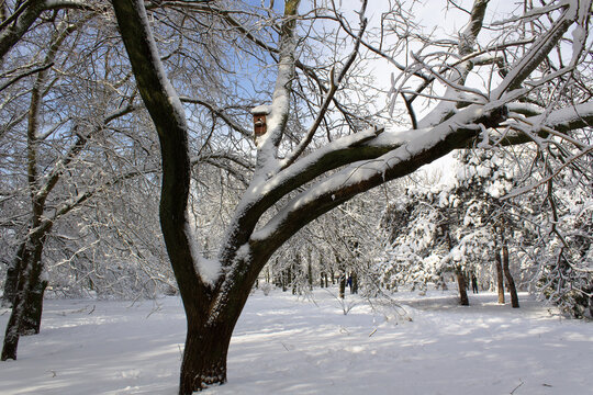Trees covered white snow into wintery city park after snowfall