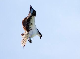 Osprey (Pandion haliaetus) hovering above the Gulf of Mexico under a clear blue sky at St. Pete Beach, Florida.