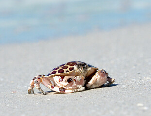 Calico crab (Leopard Crab) (Hepatus epheliticus) running across a sandy beach at St. Pete Beach, Florida
