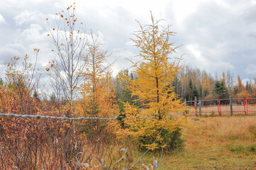 Barbed Wire fence amongst the Golden Autumn colors of Northern Tamarack Larch tree in meadow