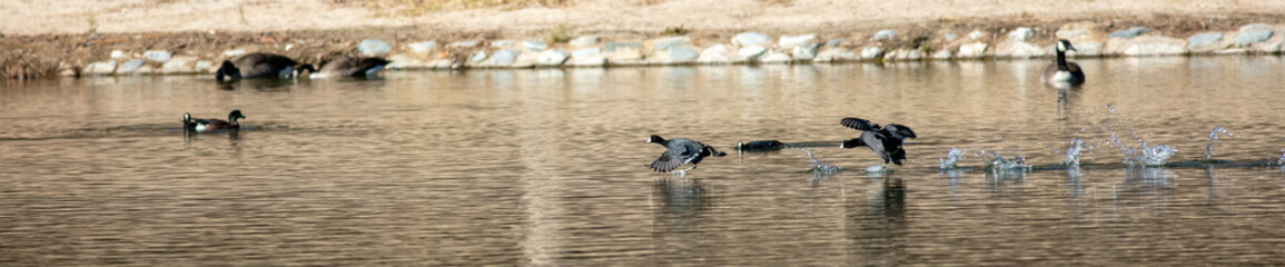 California Black Coots on a Recreational lake Taking off and Running on the Surface of the Water Leaving Splashes where their Feet Hit the Water