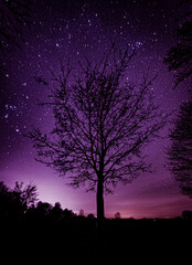 Obraz na płótnie Canvas tree in the night