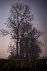 silhouette of a tree