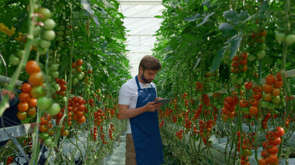 Botanical specialist tablet inspecting cultivation tomatoes quality in farm