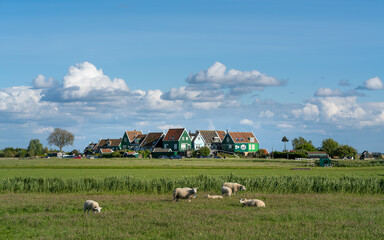 Obraz premium A flock of sheep on Marken, Netherlands
