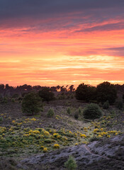 Obraz premium Amazing sunset over heather landscape with yellow flowers