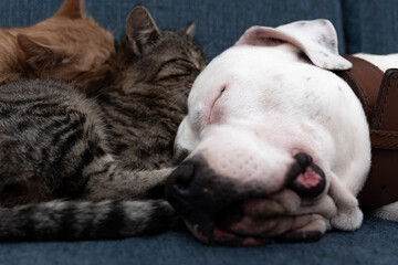 The dog and cat fall asleep together on the couch. Lovely pets. White bull type dog with cats.