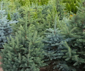 Young fir trees. Plant nursery.