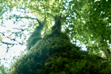 Relict boxwood forests. Moss on the trunks and branches of trees. Caucasian State Natural Biosphere Reserve named after Kh.G. Shaposhnikov. Russia.