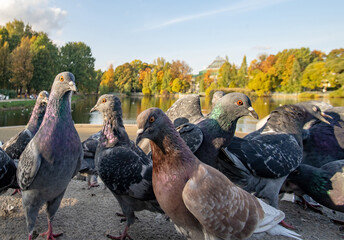 Urban pigeons in the autumn park.