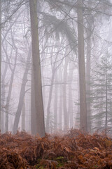 winter fog in the forest, Slangenburg, Doetinchem, Netherlands
