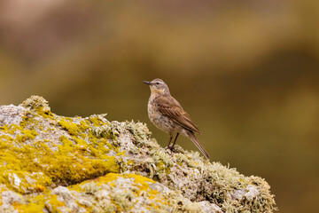 Sesión de fotos con el bisbita