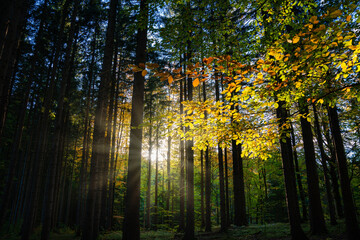 Fototapeta na wymiar Wald, Baum, Bäume, Herbst, Sonne im Wald, Sonnenstrahlen, Herbstfarben, Laub