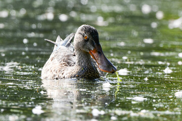 Northern Shoveler