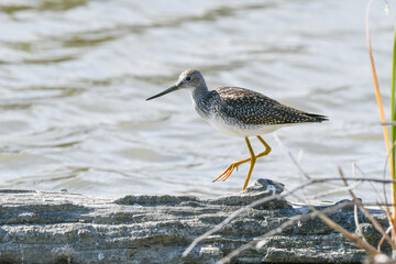Yellow legs 