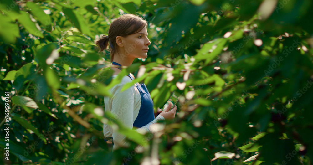 Wall mural woman agronomist checking plants quality with tablet in modern green farm