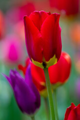 Closeup of a red tulip