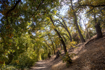 Fototapeta na wymiar A Beautiful Fall Forest Path Trail with Oak Trees Changing Colors on a California Mountain Trail