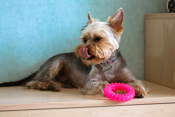Funny little Yorkshire Terrier dog chews on a round pink rubber pet toy lying on a floor in a home interior. Cute golden brown puppy, doggy has fun, playing, chewing plaything indoors. Lovely animal.
