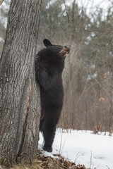 Black Bear (Ursus americanus) Stands Up Next to Tree Looking Up and to Right Winter