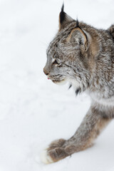 Bobcat (Lynx rufus) Close Up Tip of Tongue Out Winter