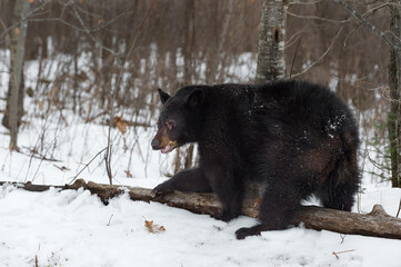 Black Bear (Ursus americanus) Leans on Log by Tree Winter