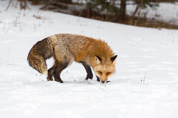 Fototapeta premium Red Fox (Vulpes vulpes) Turns to Sniff in Snow Winter